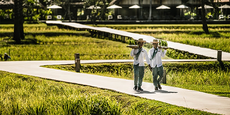 Lee más sobre el artículo Vive la experiencia del cultivo de arroz en Phum Baitang